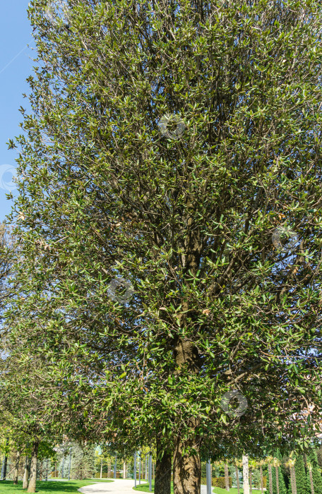 Скачать Quercus ilex, вечнозеленый дуб, остролист или дуб холмистый после пересадки проходят адаптацию в городском парке Краснодара. Общественный ландшафт "Парк Галицкого" для отдыха и прогулок солнечной осенью 2020 года фотосток Ozero