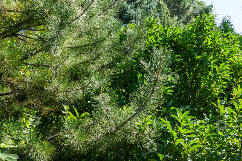 Скачать Веточки австрийской сосны или черной сосны (Pinus Nigra) на фоне листьев магнолии Сьюзен в осеннем саду. Пейзаж для любых обоев. Есть место для текста фотосток Ozero