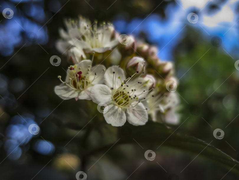 Скачать Крупный план белых цветов Physocarpus opulifolius diabolo или Ninebark с фиолетовыми листьями на синем фоне боке. фотосток Ozero