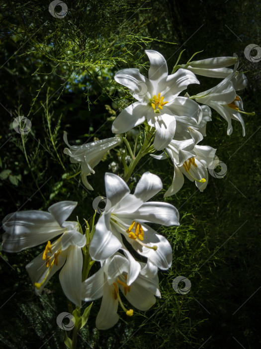 Скачать Красивые белые лилии на естественном темном фоне таинственного сада. фотосток Ozero