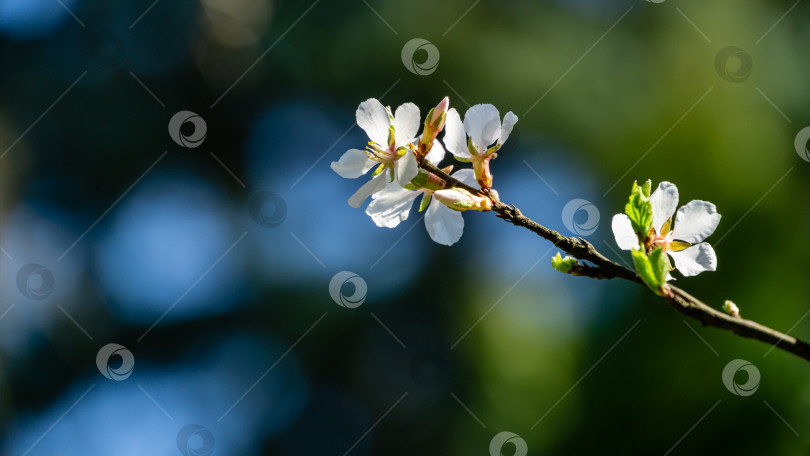 Скачать Крупный план белых цветов вишни Нанкинская вишня или Prunus Tomentosa на размытом фоне сада. Выборочный фокус. Весенний пейзаж, свежие обои, концепция природы. Есть место для текста. фотосток Ozero