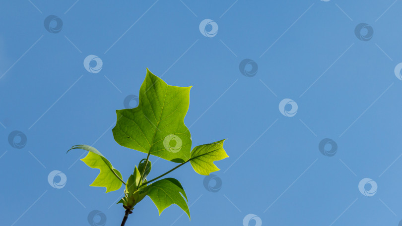 Скачать Тюльпанное дерево (Liriodendron tulipifera), называемое Тюльпанным деревом, американским или тюльпановым тополем с молодыми ярко-зелеными листьями на фоне ясного голубого неба. Выборочный фокус. Есть место для текста фотосток Ozero