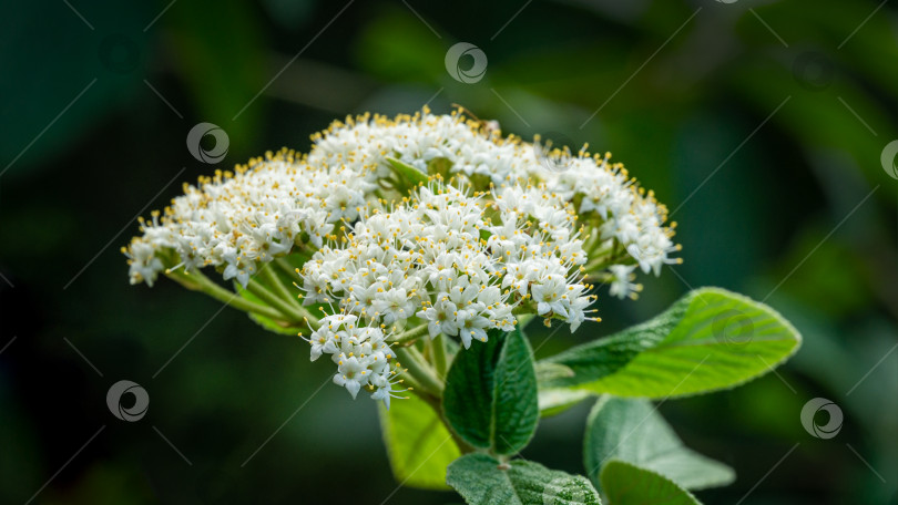 Скачать Калина кожистолистная (Viburnum rhytidophyllum Alleghany) белые цветы в весеннем саду. Красивый цветок на темно-зеленом фоне. Место для вашего текста. Выборочный фокус. Концепция природы для дизайна фотосток Ozero