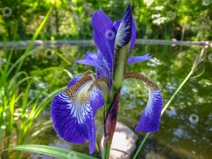 Скачать Крупный план роскошного голубого сибирского ириса (Iris sibirica) на размытом фоне садового пруда. Ирис - многолетнее растение с фиолетово-голубыми цветками с бело-желтой серединкой фотосток Ozero