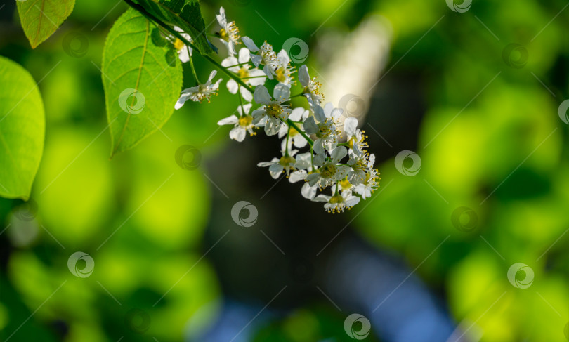 Скачать Макро-цветок Prunus padus "Сибирская красавица" на фоне боке. Белый цветок цветущей черемухи или первомайского дерева. Выборочный фокус. Есть место для текста. Концепция природы для дизайна фотосток Ozero