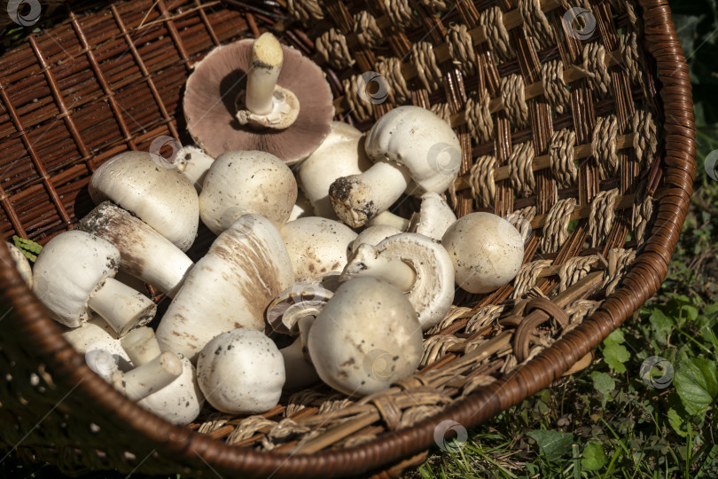 Скачать В корзинке лежат очень красивые ядовитые грибы Agaricus Xanthodermus. фотосток Ozero