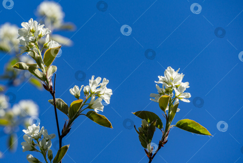 Скачать Белые цветы Амеланшиера канадского, черноплодной рябины, тенистой малины или можжевельника на фоне голубого неба. Выборочный фокус крупным планом. Пейзаж для любых обоев. Есть место для текста фотосток Ozero