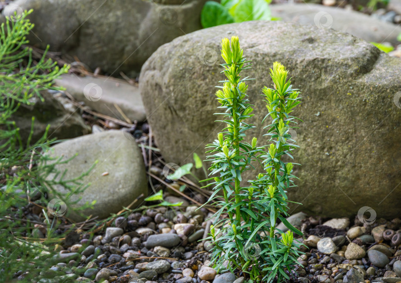 Скачать Taxus baccata David (тисовое дерево, английский или европейский тис) молодой куст в саду на фоне большого камня. Зеленые маленькие веточки тиса. Выборочный фокус фотосток Ozero