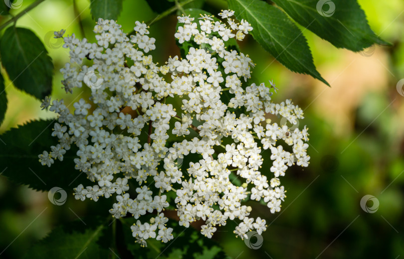 Скачать Распускаются белые цветы черного самбука (Sambucus nigra). Нежные соцветия на темно-зеленом фоне в весеннем саду. Выборочный фокус крупным планом. Концепция природы для дизайна фотосток Ozero