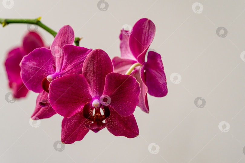 Скачать Цветы редкой бордовой, темно-пурпурной орхидеи фаленопсис Дестини. Крупный план фиолетовой орхидеи мотылька, Фаленопсис на фоне белой стены. Выборочный фокус на переднем плане фотосток Ozero