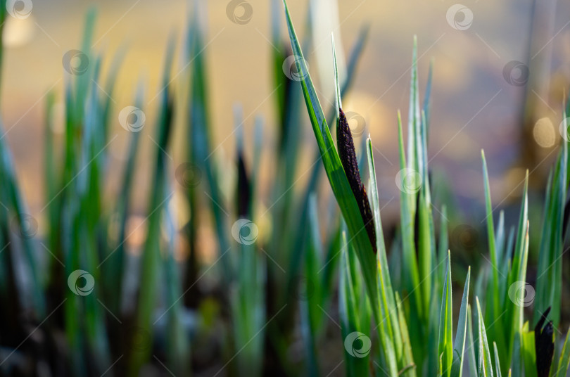 Скачать Цветущая осока 'Carex Nigra' (Carex melanostachya) Черная или обыкновенная осока на берегу садового пруда. Природная концепция весеннего дизайна фотосток Ozero