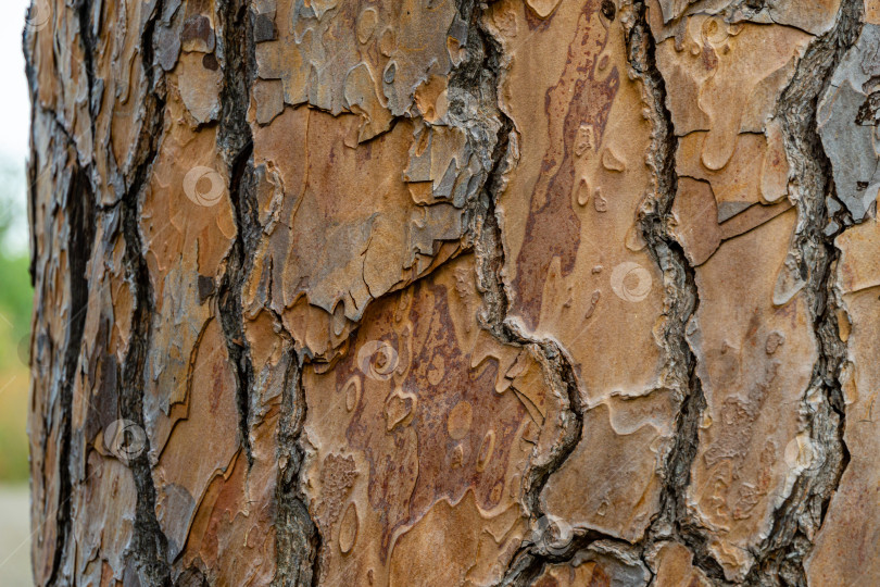 Скачать Кора итальянской каменной сосны (Pinus pinea). Коричневая текстура коры старого дерева в качестве оригинальной естественной текстуры для фона. Концепция природы для дизайна. Выборочный фокус фотосток Ozero