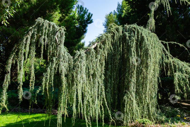 Скачать Пейзаж с величественным плакучим голубым атласским кедром (Cedrus atlantica Glauca Pendula) в парке Айвазовского Партенит, Крым. Солнечный осенний день. фотосток Ozero