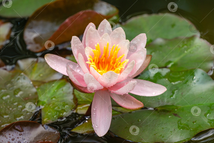 Скачать Удивительная ярко-розовая водяная лилия или цветок лотоса Marliacea Rosea в старом пруду. Нимфеи с каплями воды так красивы. Летний цветочный пейзаж, свежие обои и концепция фона природы фотосток Ozero