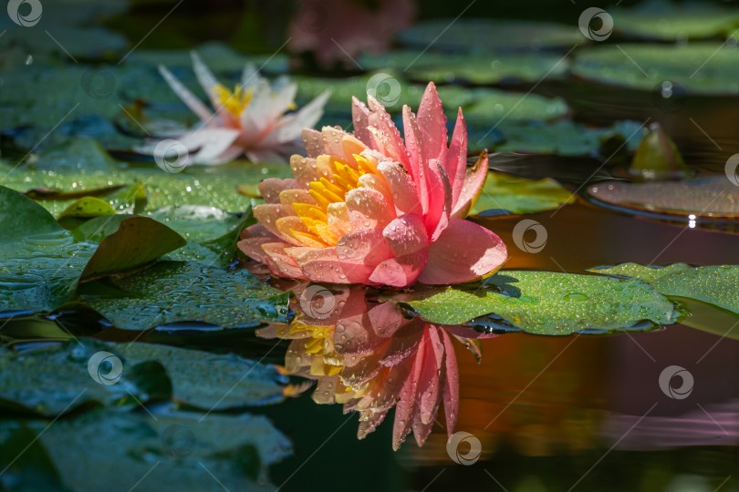 Скачать Волшебная большая ярко-розовая лилия или цветок лотоса, оранжевый закат Перри в пруду. Нимфея с каплями воды, отражающимися в садовом пруду. Цветочный пейзаж для обоев природы с пространством для копирования. Выборочный фокус фотосток Ozero