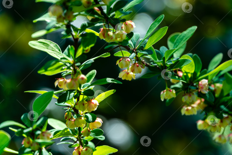 Скачать Цветение барбариса. Красивые легкие мелкие цветы Berberis thunbergii 'Erecta' на ветвях с зелеными листьями на фоне красивого боке. фотосток Ozero