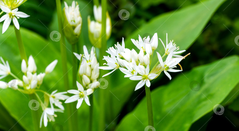 Скачать Белые ароматные очень мелкие цветки дикого чеснока (Allium ursinum) или черемши, черемши широколистной или медвежьего чеснока на зелени. Естественная концепция весны, начала новой жизни. Избирательная направленность. фотосток Ozero