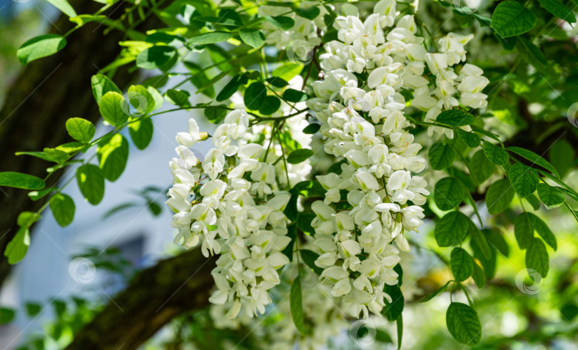 Скачать Мягкий акцент на цветущих ветвях крупным планом с белыми цветами Robinia pseudoacacia (Черная саранча, ложная акация) весной. Концепция природы для дизайна фотосток Ozero