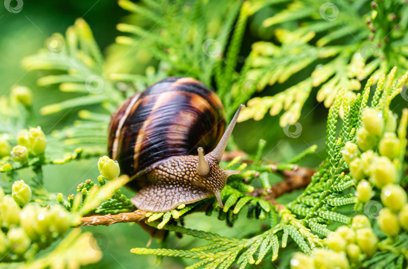 Скачать Крупный план красивой Helix pomatia, римской улитки, бордовой улитки на ярких желто-зеленых текстурных иглах Thuja occidentalis Aurea в естественной среде обитания фотосток Ozero