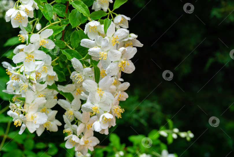 Скачать Мягкий крупный план цветов жасмина Philadelphus lewisii на кусте на черном фоне в весеннем саду. Выборочный фокус. Естественный цветочный пейзаж, свежие обои. Место для вашего текста. фотосток Ozero