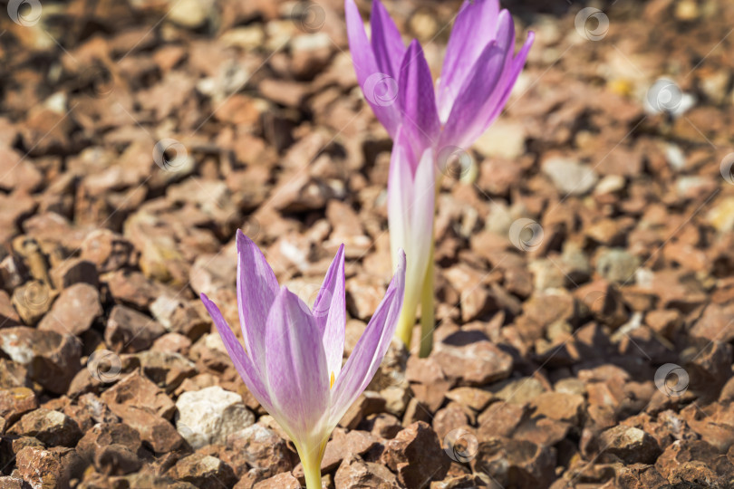 Скачать Красивый фиолетовый осенний крокус (Colchicum autumnale) на фоне срезанной коричневой коры. Выборочный фокус. Нежный цветочный формат для любого дизайна с возможностью копирования. фотосток Ozero