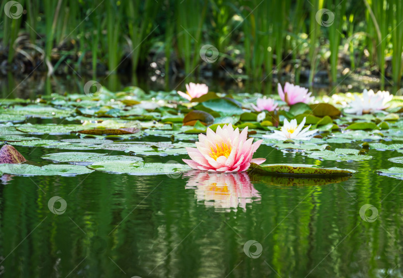 Скачать Волшебная большая ярко-розовая водяная лилия или цветок лотоса, оранжевый закат Перри в пруду. Нимфея, отражающаяся в воде. Обои с цветочным пейзажем для природы с пространством для копирования фотосток Ozero