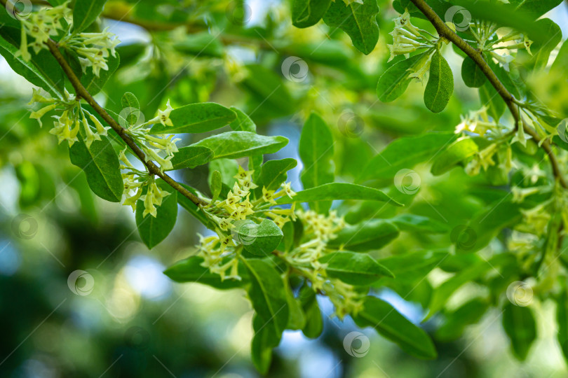 Скачать Мягкий селективный акцент на нежные мелкие цветки Elaeagnus umbellata. Весеннее чудо этого цветущего растения фотосток Ozero