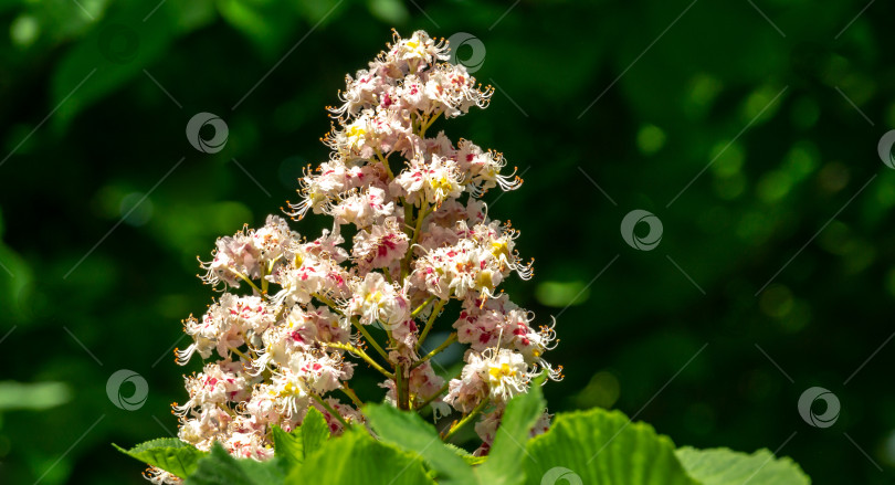 Скачать Белые свечи цветущего конского каштана (Aesculus hippocastanum, каштановое дерево) на фоне темно-зеленой листвы деревьев. Весенний солнечный день фотосток Ozero