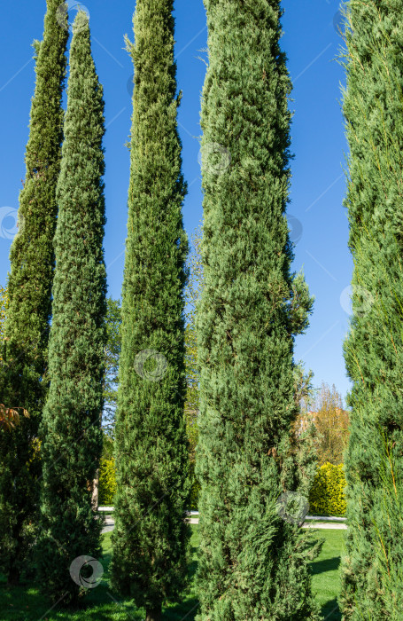 Скачать Группа Cupressus sempervirens или средиземноморских кипарисов, посаженных в новом современном городском парке Краснодара. Общественный ландшафт "Парк Галицкого" для отдыха и прогулок. Солнечный осенний сентябрьский день 2020 года. фотосток Ozero