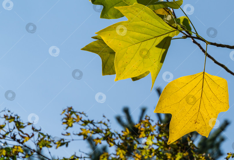 Скачать Золотистые и желтые листья тюльпанного дерева (Liriodendron tulipifera). Осенняя листва американского или тюльпанного тополя крупным планом на фоне голубого неба. Выборочный фокус. Есть место для текста фотосток Ozero