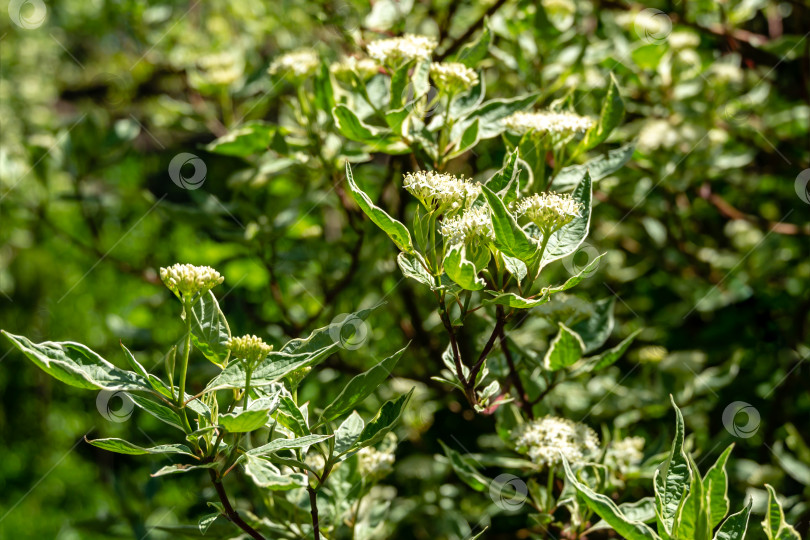 Скачать Цветущий пестролистный кустарник Cornus alba Elegantissima или Свидина белая. Зеленые с белыми листьями и красными ветвями отличительные черты этого растения фотосток Ozero