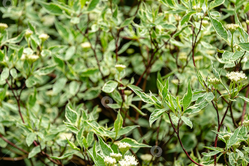 Скачать Цветущий кустарник Cornus alba Elegantissima или Swidina white. Зеленые листья с белой полосой и красные ветви - отличительная черта этого популярного в садах растения. Сосредоточьтесь на переднем плане справа фотосток Ozero