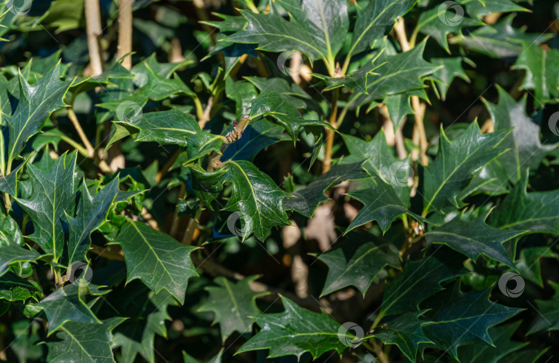 Скачать Крупным планом зеленые листья на сером стволе Osmanthus fragrans (сладкой или душистой оливы) в осеннем Сочи. фотосток Ozero