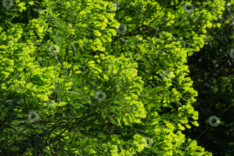 Скачать Крупный план зеленых листьев вечнозеленой секвойи sempervirens Glauca (береговое красное дерево) в дендрарии Парка южных культур в Сириусе (Адлер) Сочи. Обои с природой, скопируйте пространство. фотосток Ozero