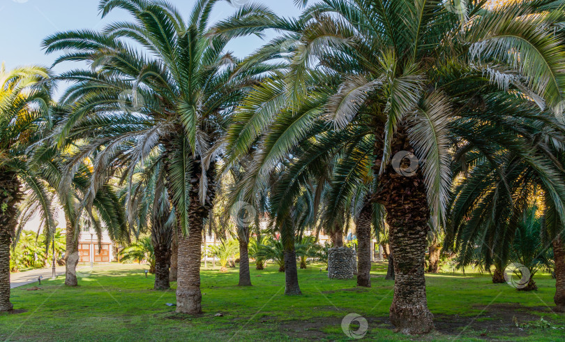 Скачать Красивая пальма Канарского острова Финиковая пальма (Phoenix canariensis) в городском парке Сочи. Красивый экзотический пейзаж с большими и молодыми пальмами. фотосток Ozero