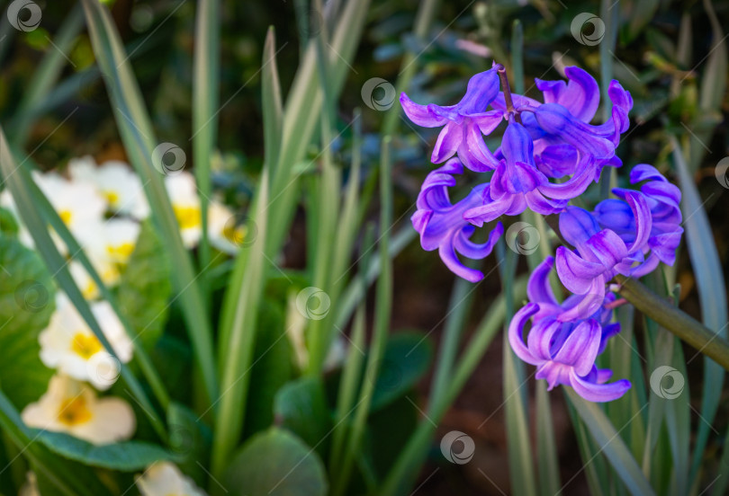 Скачать Макрос весенних цветов pink Hyacinthus orientalis (гиацинт обыкновенный, садовый гиацинт или голландский гиацинт) на фоне зеленого сада. Аромат цветущего гиацинта рассказывает о ранней весне. Избирательный фокус. фотосток Ozero