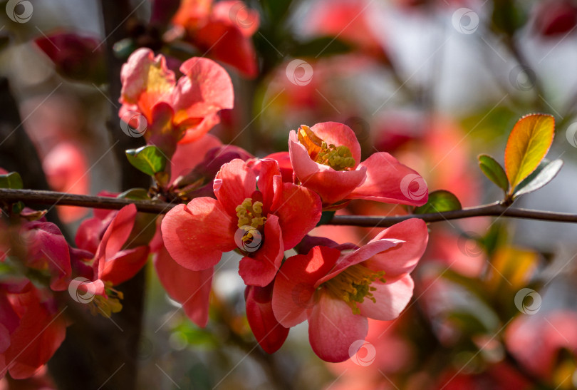 Скачать Японская айва (Chaenomeles japonica), цветущая на размытом зеленом фоне. Выборочный фокус на красных цветах айвы крупным планом. Интересная весенняя концепция дизайна. Место для вашего текста фотосток Ozero