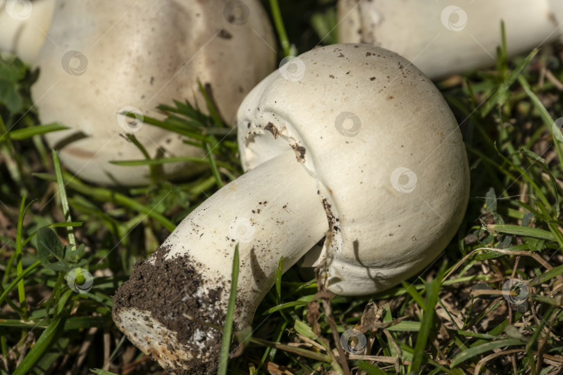 Скачать Очень красивые ядовитые грибы Agaricus Xanthodermus лежат на зеленой траве фотосток Ozero