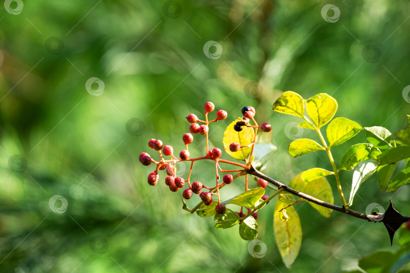 Скачать Красные плоды Zanthoxylum americanum, ясеня колючего, дерева зубной боли, желтого дерева, земляники или сычуаньского перца в осеннем саду на размытой зелени. Фон для свежих обоев, концепция фона природы фотосток Ozero