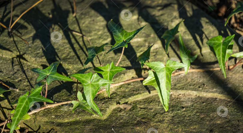 Скачать Крупный план зеленого английского плюща Hedera helix 'Sagittaefolia'. Оригинальная текстура натуральной зелени, изящные тонкие листья в форме стрелы с тенью. Концепция природы для дизайна. Выборочный фокус фотосток Ozero