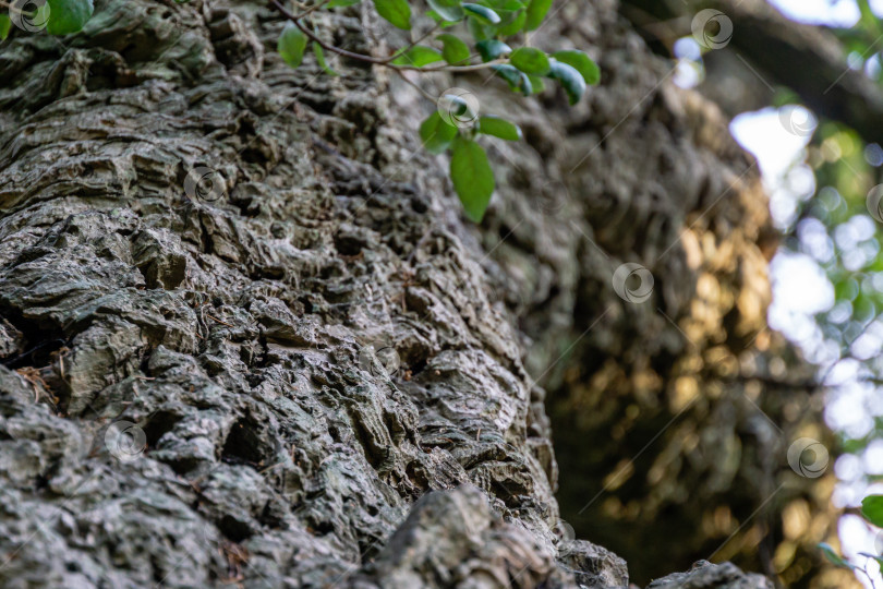 Скачать Крупный план коры пробкового дуба (Quercus suber) в Массандровском ландшафтном парке в Крыму. Богатая красочная текстура в качестве естественного фона для любого дизайна. фотосток Ozero