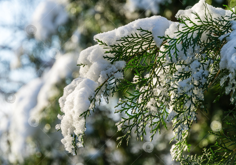 Скачать Крупный план красивых листьев Platycladus orientalis, также известных как китайская туя, на ветвях, покрытых белым пушистым снегом. Выборочный фокус. Концепция природы для волшебной темы Нового года и Рождества фотосток Ozero
