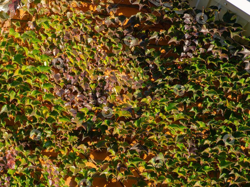 Скачать Крупный план красочных листьев Parthenocissus tricuspidata 'Veitchii' или бостонского плюща, виноградного плюща, японского плюща или японской лианы, покрывающих стену здания в качестве естественного фона. фотосток Ozero