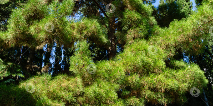 Скачать Крупный план длинных зеленых игл итальянской каменной сосны (Pinus pinea), зонтичной сосны в ландшафтном парке Айвазовского (Park Paradise) в Партените, Крым фотосток Ozero