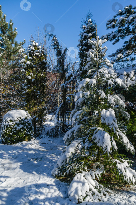Скачать Красивый крупный план еловых веток Abies koreana с первым снегом в зимнем саду. Концепция для веселого Рождества и Нового года. фотосток Ozero