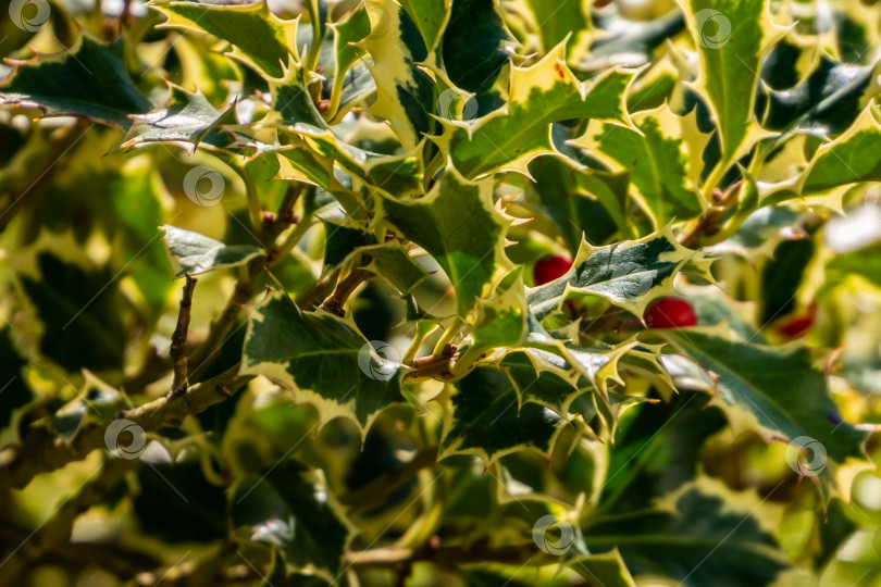 Скачать Рождественский остролист Ilex aquifolium Argentea Marginata на размытом фоне. Изящные листья с бахромой и красными ягодами ждут Нового года. фотосток Ozero