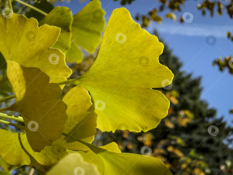 Скачать Осенние желтые, золотые и зеленые листья дерева гинкго билоба на фоне голубого неба. Крупный план листа гинкго в фокусе на фоне размытых листьев. фотосток Ozero