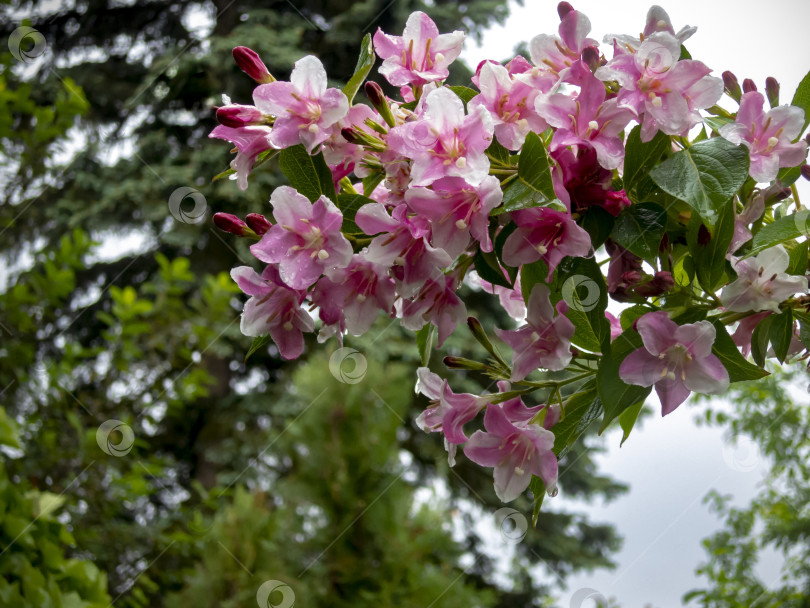 Скачать Роскошный куст цветущей вейгелы гибридной розовой. Белые и розовые цветы на фоне неба и вечнозеленое растение. фотосток Ozero