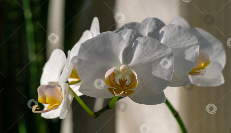 Скачать Белый цветок орхидеи фаленопсис, выделенный на полосатом фоне. Очень красивый крупный план фаленопсиса, известного как орхидея мотылька или Phal. Концепция природы для дизайна. Место для вашего текста. фотосток Ozero