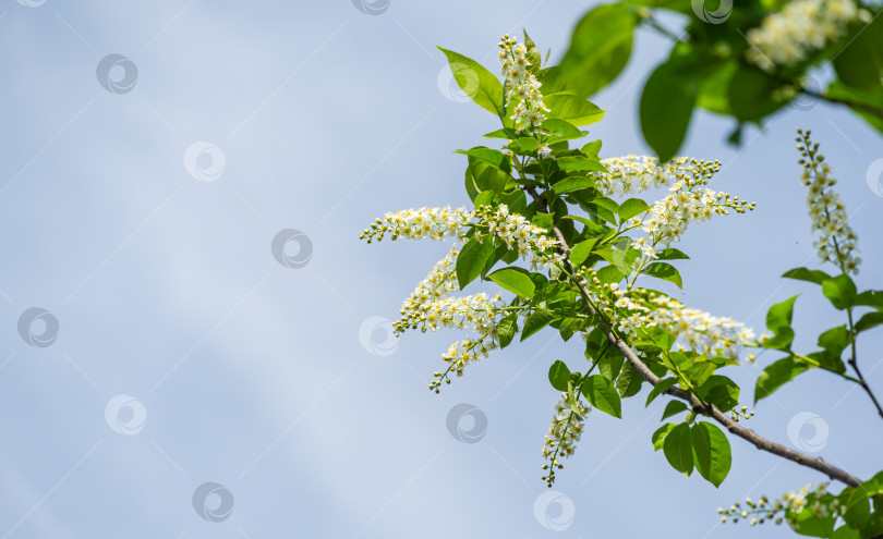 Скачать Prunus padus "Сибирская красавица" цветет на фоне голубого неба. Белые цветы цветущей черемухи или первомайского дерева. Выборочный фокус. Есть место для текста. Концепция природы для дизайна фотосток Ozero